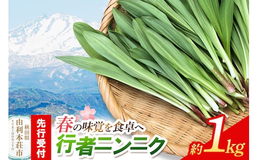 《先行受付》行者ニンニク 約1kg [山菜 行者にんにく 自然栽培 野菜 天然 天然山菜 国産 先行予約 秋田熊の子山菜便 秋田県産]