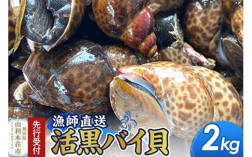 《先行受付》由利本荘市産 活黒バイ貝 2kg《一部地域限定配送》 [徳栄丸 バイ貝 秋田県産 国産]