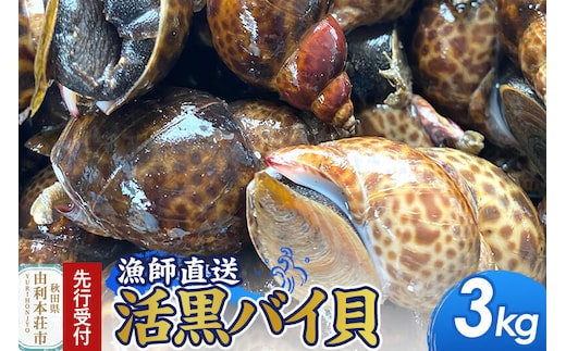 《先行受付》由利本荘市産 活黒バイ貝 3kg《一部地域限定配送》 [徳栄丸 バイ貝 秋田県産 国産]