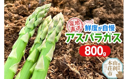 《先行受付》アスパラガス 800g 7月上旬～8月下旬発送 [アスパラガス アスパラ 自社農園 栽培 鮮度抜群 ハウス栽培 茎まで柔らかい クセのない甘さ 産地直送 産直 素焼き 秋田 由利本荘市 だいち農園]