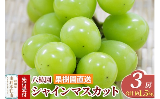 《先行受付》シャインマスカット 3房（合計 約1.5kg）秋田県 由利本荘市産 八紘園 [葡萄 ブドウ ぶどう シャインマスカット 皮が薄い 種なし みずみずしい 芳醇な香り 熟練の技術 秋田県 由利本荘市 八紘園]