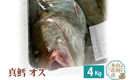真鱈 【オス】 4kg 天然 漁師直送 (配送期間 10月～1月末予定、期間外は次期予約扱い) マダラ タラ 高級魚 たら まだら 魚