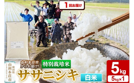 【白米】特別栽培米 ササニシキ 5kg（5kg×1袋）令和7年産 [ササニシキ 米 お米 白米 精米 特別栽培米 ブランド米 食卓 秋田県産 秋田県 由利本荘市]