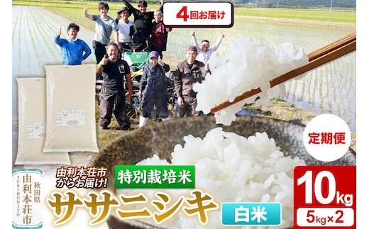 《定期便4ヶ月》令和7年産【白米】特別栽培米 ササニシキ 10kg（5kg×2袋） 秋田県産 [ササニシキ 米 お米 白米 精米 特別栽培米 ブランド米 食卓 秋田県産 秋田県 由利本荘市]