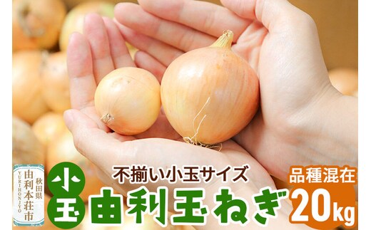《先行受付》由利本荘市産 由利玉ねぎ（小玉）20kg【品種混在】 [たまねぎ 由利たまねぎ 小玉 20kg]