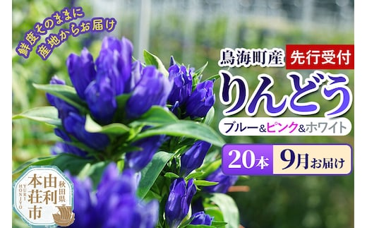 《先行受付》【9月お届け】鳥海町産 りんどう 20本 ブルー ピンク ホワイト [りんどう リンドウ 竜胆 花 生花 仏花 切り花 ギフト 贈答 インテリア フラワー 秋田県 由利本荘市 鳥海町産]