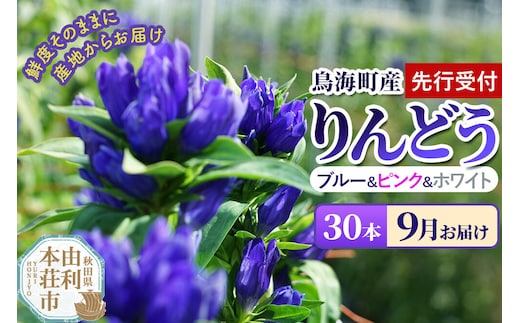 《先行受付》【9月お届け】鳥海町産 りんどう 30本 ブルー ピンク ホワイト [りんどう リンドウ 竜胆 花 生花 仏花 切り花 ギフト 贈答 インテリア フラワー 秋田県 由利本荘市 鳥海町産]