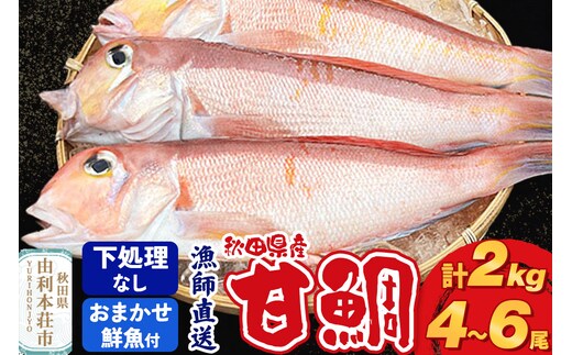 《予約受付》漁師直送 甘鯛（あまだい）2kg＋おまかせ鮮魚 秋田県産【下処理なし】