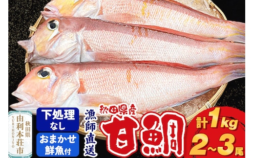 漁師直送 甘鯛（あまだい）1kg＋おまかせ鮮魚 秋田県産【下処理なし】 [天然 高級魚 白身 アマダイ たい 鮮魚 共同漁業 BLUE RISE 秋田県 由利本荘市]