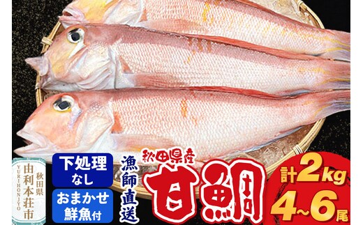 漁師直送 甘鯛（あまだい）2kg＋おまかせ鮮魚 秋田県産【下処理なし】 [天然 高級魚 白身 アマダイ たい 鮮魚 共同漁業 BLUE RISE 秋田県 由利本荘市]