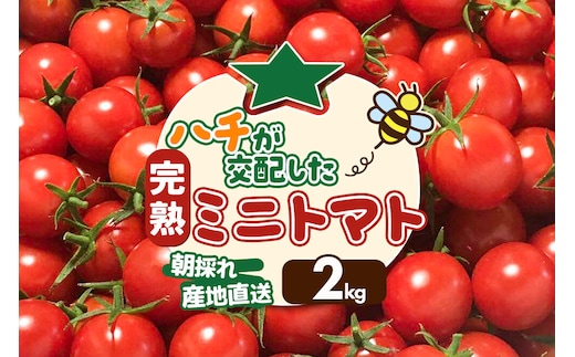 《先行受付》8月上旬～9月下旬発送 ミニトマト 2kg 秋田県 由利本荘市 [ミニトマト トマト 手摘み 朝採り 新鮮 秋田県産 由利本荘市]
