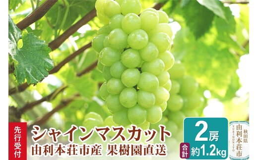 《先行受付》シャインマスカット 2房（合計約1.2kg）秋田県産 齋弥果樹園 [ぶどう 葡萄 ブドウ シャインマスカット 果物 フルーツ スイーツ 先行予約 秋田県産]
