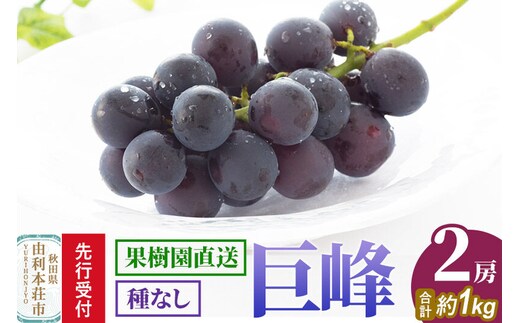 《先行受付》巨峰 種なし 2房（合計約1kg）秋田県産 齋弥果樹園 [ぶどう 葡萄 ブドウ 巨峰 果物 フルーツ スイーツ 種なし 先行予約 秋田県産]