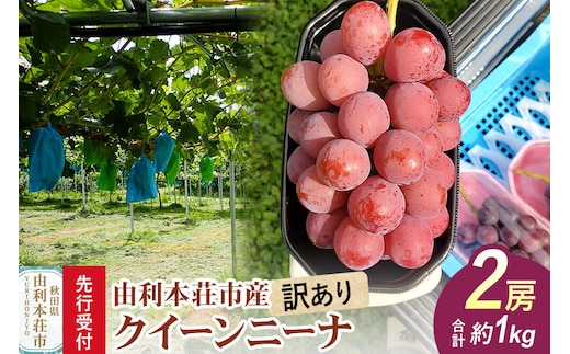 《先行受付》【訳あり】クイーンニーナ 2房（合計約1kg）由利本荘市産 齋弥果樹園 [ぶどう 葡萄 ブドウ クイーンニーナ 果物 フルーツ スイーツ 訳あり 先行予約 由利本荘市産]