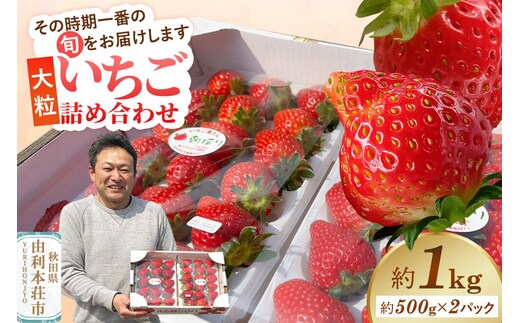 大粒いちご詰め合わせ 合計約1kg（約500g×2パック）いちご屋さんのいちご [苺 いちご イチゴ 果物 フルーツ 旬 詰め合わせ 大粒]