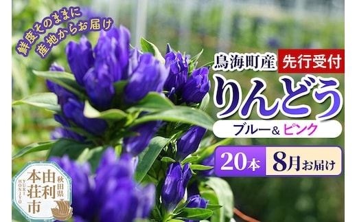 《先行受付》【8月お届け】鳥海町産 りんどう 20本 ブルー ピンク [りんどう リンドウ 竜胆 花 生花 仏花 切り花 ギフト 贈答 インテリア フラワー 秋田県 由利本荘市 鳥海町産]