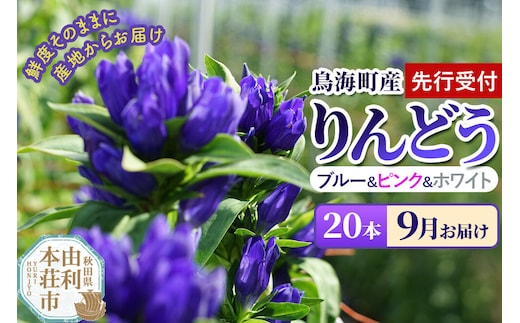 《先行受付》【9月お届け】鳥海町産 りんどう 20本 ブルー ピンク ホワイト [りんどう リンドウ 竜胆 花 生花 仏花 切り花 ギフト 贈答 インテリア フラワー 秋田県 由利本荘市 鳥海町産]