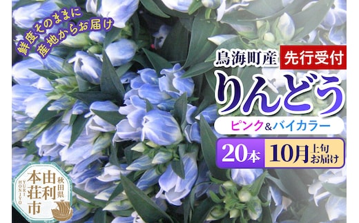 《先行受付》【10月上旬お届け】鳥海町産 りんどう 20本 ピンク バイカラー [りんどう リンドウ 竜胆 花 生花 仏花 切り花 ギフト 贈答 インテリア フラワー 秋田県 由利本荘市 鳥海町産]