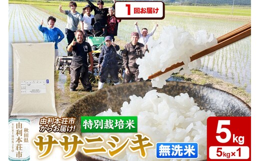 令和7年産【無洗米】特別栽培米 ササニシキ 5kg 秋田県産 [ササニシキ 米 お米 白米 精米 無洗米 特別栽培米 ブランド米 食卓 秋田県産 秋田県 由利本荘市]