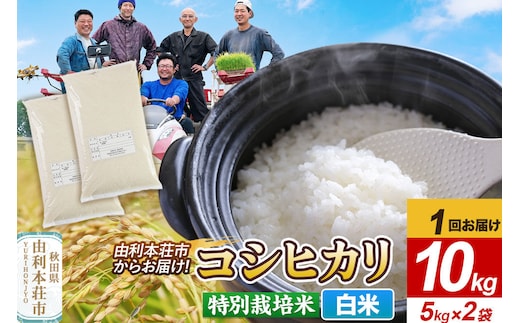 令和7年産【白米】特別栽培米 コシヒカリ 10kg（5kg×2袋） [コシヒカリ 米 お米 こめ 白米 精米 ブランド米 特別栽培米 食卓 おにぎり 秋田県産 秋田]