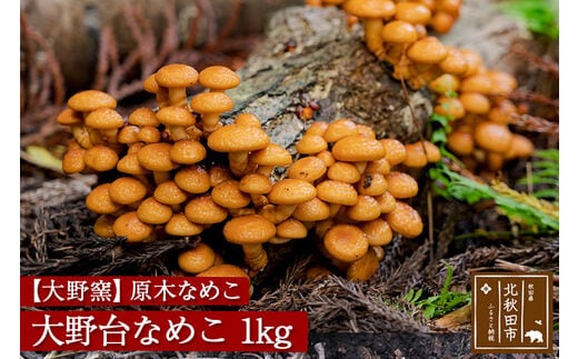 原木なめこ「大野台なめこ」１kg