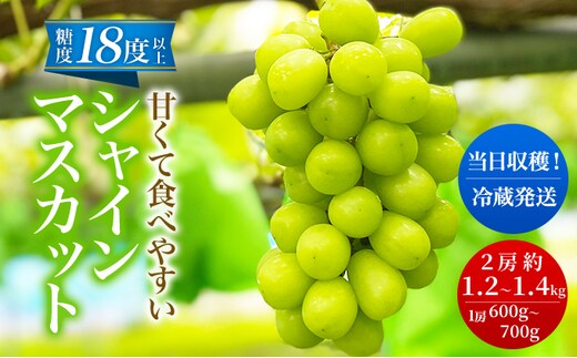【先行予約】シャインマスカット 2房 1.2kg～1.4kg程度（1房 600～700g）＜出荷時期：2026年10月上旬～10月中旬ごろ＞【数量限定 期間限定 果物 果物類 フルーツ ぶどう ブドウ 葡萄 マスカット 秋田 にかほ】