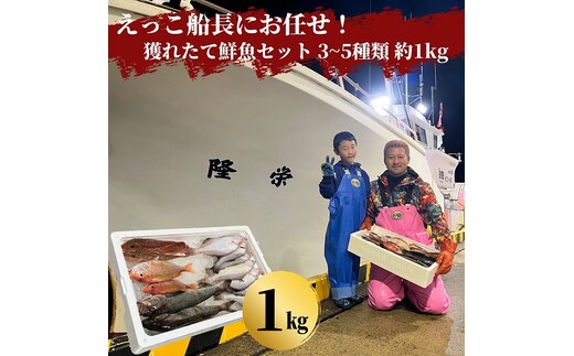 えっこ船長にお任せ！獲れたて鮮魚セット 3～5種類 約1kg（鮮魚 詰合せ ボックス）