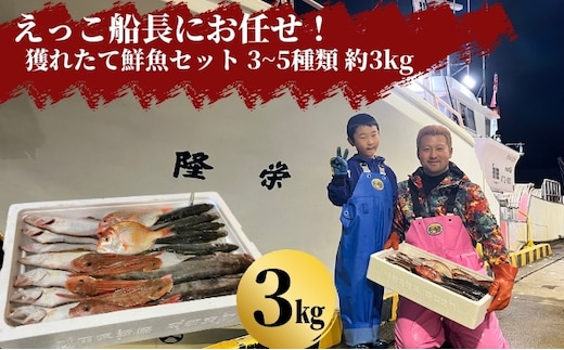 えっこ船長にお任せ！獲れたて鮮魚セット 3～5種類 約3kg（鮮魚 詰合せ ボックス）