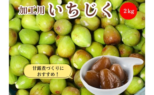 期間限定 加工用 生いちじく 2kg 秋田県にかほ市産 北限のいちじく ブルンスウィッグ