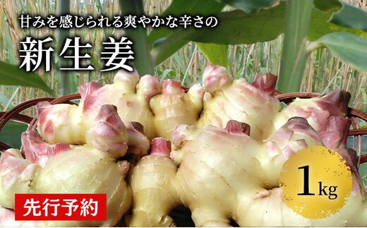 先行予約 秋田県 にかほ市産 新生姜1kg【 生姜 しょうが ショウガ ジンジャー 薬味 】