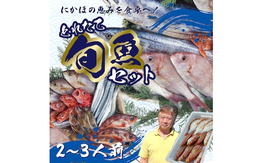 鮮魚 冷蔵 クール便「 開けたらすぐ食べられる下処理済み 海産物 2～3人前 セット 」みずしまや【 パック 詰め合わせ 海鮮セット 鮮魚ボックス 海鮮 海の幸 魚介 魚介類 刺身 切り身 秋田県 にかほ 】 