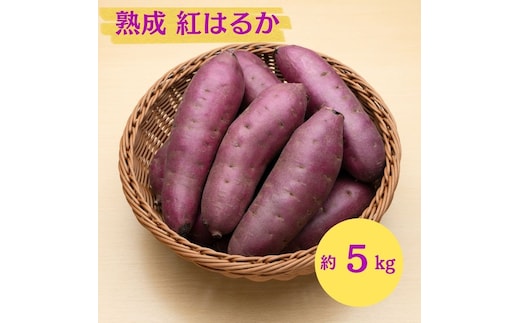 にかほ市 象潟町 大須郷産「 さつまいも 2ヶ月 熟成 紅はるか 5kg 」【 産地直送 国産 芋 おいも 定番 焼き芋 イモ 野菜 長期熟成 秋田県 にかほ】