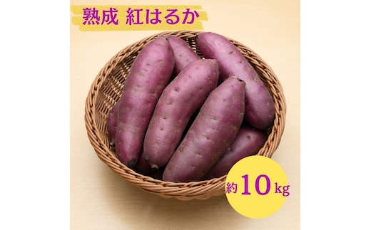 にかほ市 象潟町 大須郷産「 さつまいも 2ヶ月 熟成 紅はるか 10kg 」【 産地直送 国産 芋 おいも 定番 焼き芋 イモ 野菜 長期熟成 秋田県 にかほ】