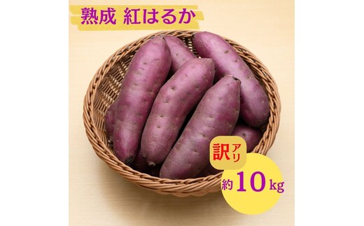 にかほ市 象潟町 大須郷産「 さつまいも 2ヶ月 熟成 紅はるか 不揃い 10kg 」【 産地直送 国産 芋 おいも 定番 焼き芋 イモ 野菜 不揃い 長期熟成 秋田県 にかほ】