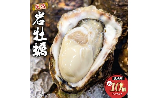生食用 殻付き 象潟産 天然 岩牡蠣 10個 約3kg 相当 約300～400g/個 直径10cm 岩ガキ 冷蔵 濃厚 プリプリ 新鮮 殻剥きナイフなし 贈り物 ギフト お取り寄せ 国産 日本海 産地直送 秋田県 にかほ市マルイチ水産