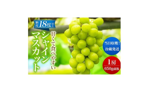 【 先行予約 】 シャインマスカット 1房 650g前後＜出荷時期：2026年10月上旬～10月中旬ごろ＞【 数量限定 期間限定 果物 果物類 フルーツ ぶどう ブドウ 葡萄 マスカット 秋田 にかほ 】