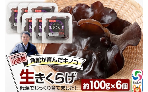 みちのくの小京都・角館が育んだ「生きくらげ」約100g×6個 [きくらげ 木耳 キクラゲ 生 肉厚 秋田県 仙北市 角館]