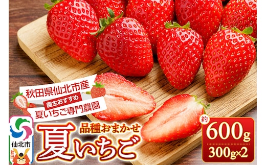 《近畿以北限定》 夏イチゴ専門農園の園主おすすめ！ 仙北市産 夏イチゴ 約600g（約300g×2パック） [苺 イチゴ いちご ブランド 品種 銘柄 なつあかり 夏のしずく 希少品種 ケーキ ジャム スムージー スイーツ フルーツ 果物 秋田県 今が旬]