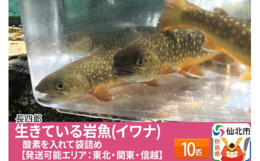 生きている岩魚（イワナ）10匹 酸素を入れて袋詰め【発送可能エリア：東北・関東・信越】