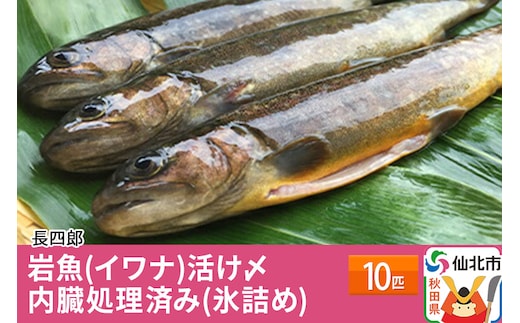 岩魚（イワナ）活け〆10匹 内臓処理済み（氷詰め）10匹