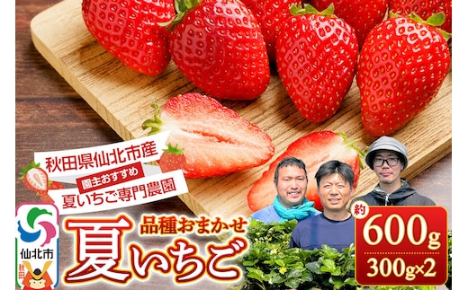 《近畿以北限定》 夏イチゴ専門農園の園主おすすめ！ 仙北市産 夏イチゴ 約600g（約300g×2パック） [苺 イチゴ いちご ブランド 品種 銘柄 なつあかり 夏のしずく 希少品種 ケーキ ジャム スムージー スイーツ フルーツ 果物 秋田県 今が旬]