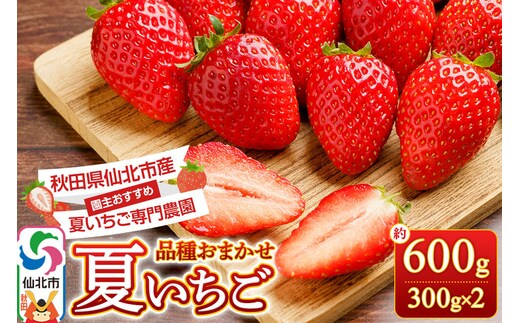 《近畿以北限定》 夏イチゴ専門農園の園主おすすめ！ 仙北市産 夏イチゴ 約600g（約300g×2パック） [苺 イチゴ いちご ブランド 品種 銘柄 なつあかり 夏のしずく 希少品種 ケーキ ジャム スムージー スイーツ フルーツ 果物 秋田県 今が旬]