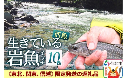 生きている岩魚（イワナ）10匹 酸素を入れて袋詰め【発送可能エリア：東北・関東・信越】長四郎