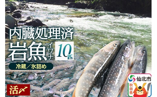 岩魚（イワナ）活け〆 内臓処理済み 氷詰め 10匹 長四郎