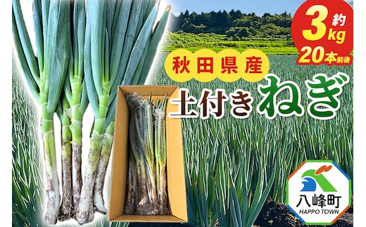 土付きねぎ 八峰町産 約3kg サイズいろいろミックス 20本前後 [産地直送 野菜 ネギ 白ねぎ 長ねぎ 秋田県産]