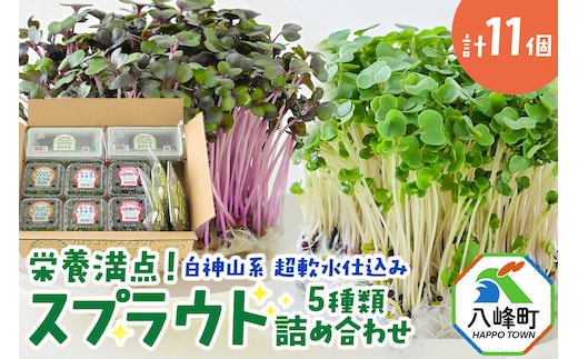 スプラウト 5種 詰め合わせ 計11個【白神山系 超軟水仕込み】栄養満点 [スプラウト かいわれ カイワレ 野菜 サラダ 香草 飾り付け ベジタブル 秋田県八峰町産 国産]