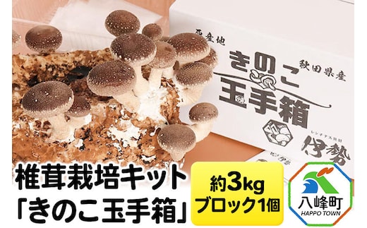 しいたけ 椎茸栽培キット「きのこ玉手箱」約3kg ブロック×1個 [椎茸 しいたけ シイタケ 栽培キット 菌床ブロック 自由研究 簡単]