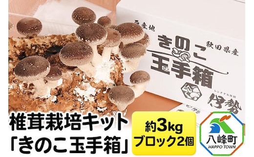 しいたけ 椎茸栽培キット「きのこ玉手箱」約3kg ブロック×2個 [椎茸 しいたけ シイタケ 栽培キット 菌床ブロック 自由研究 簡単]