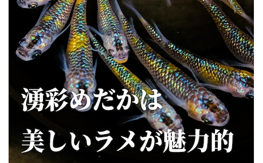 めだか ミックス 12匹 メダカ 生体 観賞用 魚 ペット 観賞魚 | dショッピングふるさと納税百選