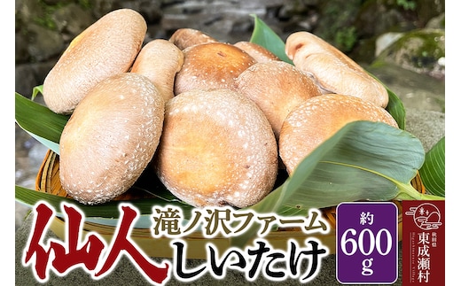 椎茸 仙人しいたけ 約600g 滝ノ沢ファーム 菌床 シイタケ きのこ 食べ応え 肉厚 茸 秋田県 国産 大ぶり 高品質